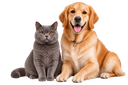 Pet Grooming Guide: Managing Hair Loss in Small Dogs