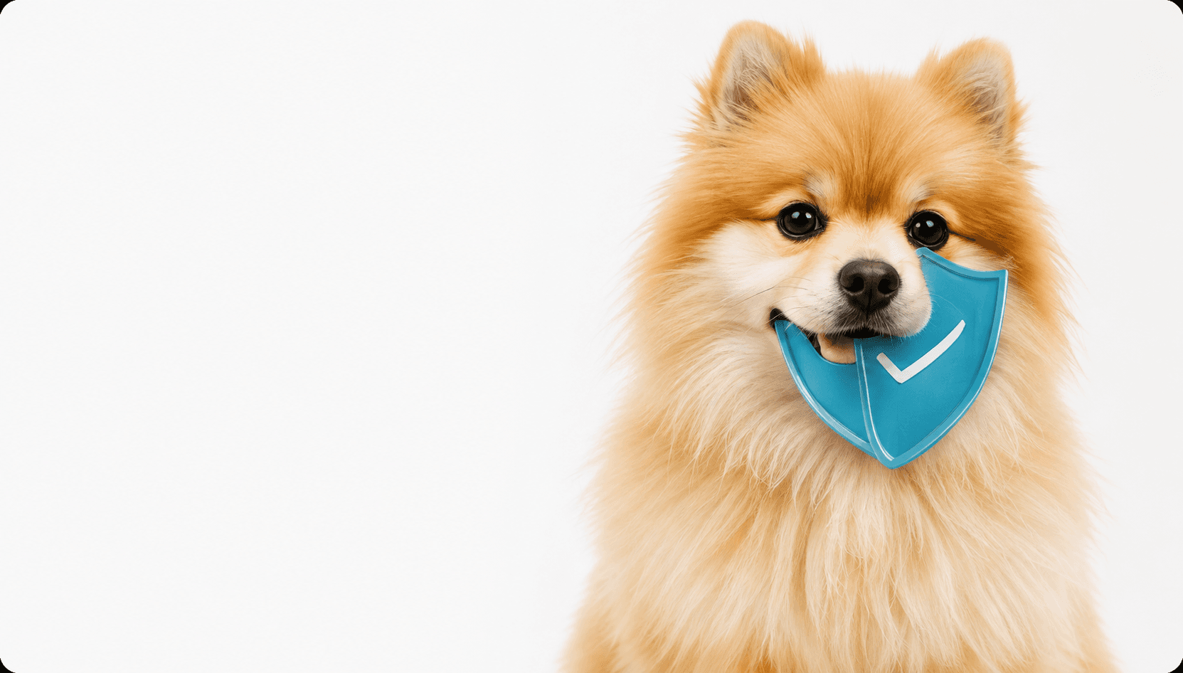 Pet Training
