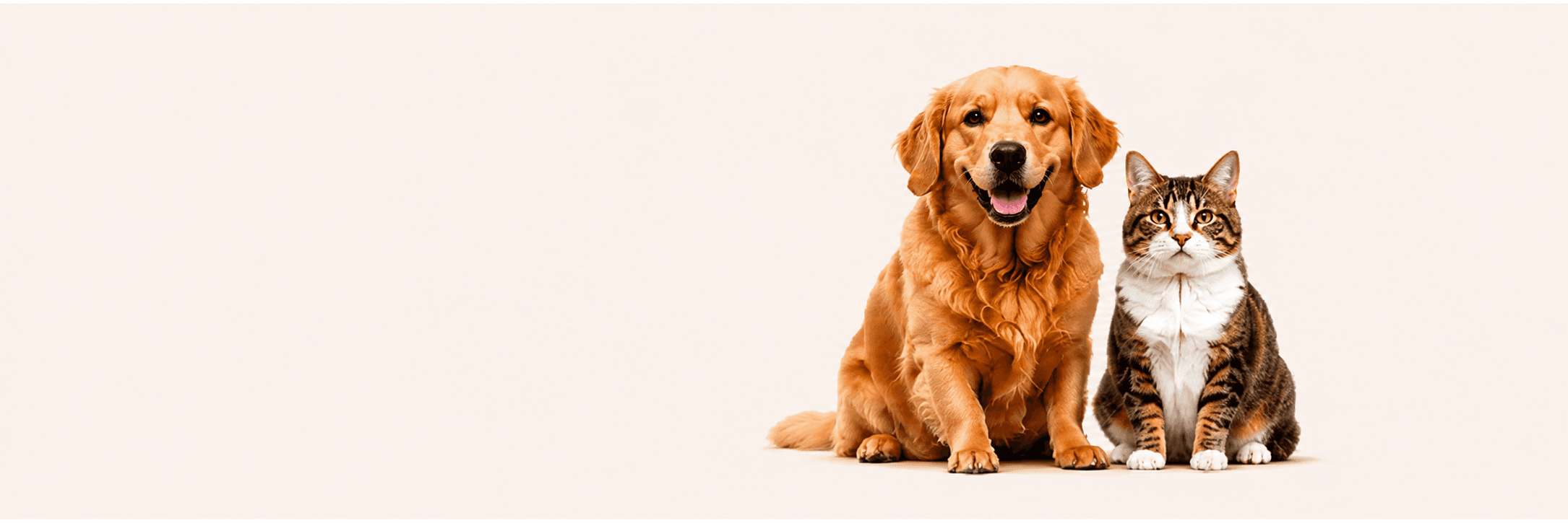 Dog and cat