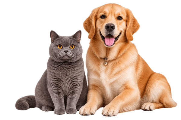 Pet Grooming Guide: Managing Hair Loss in Small Dogs