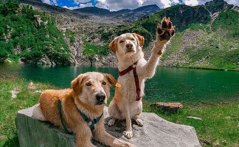 How Much Exercise Does a Dog Really Need Every Day?
